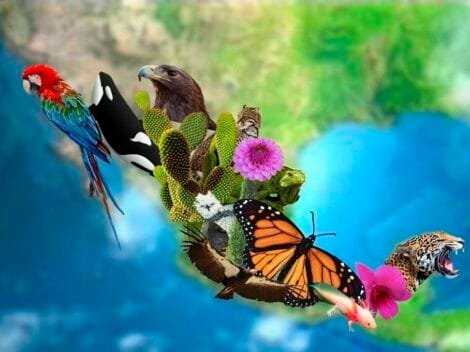 países megadiversos